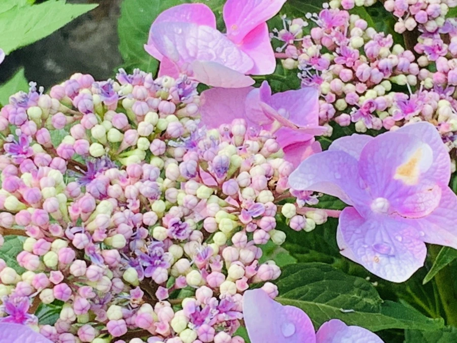 IMG_6045.jpg?type=w966