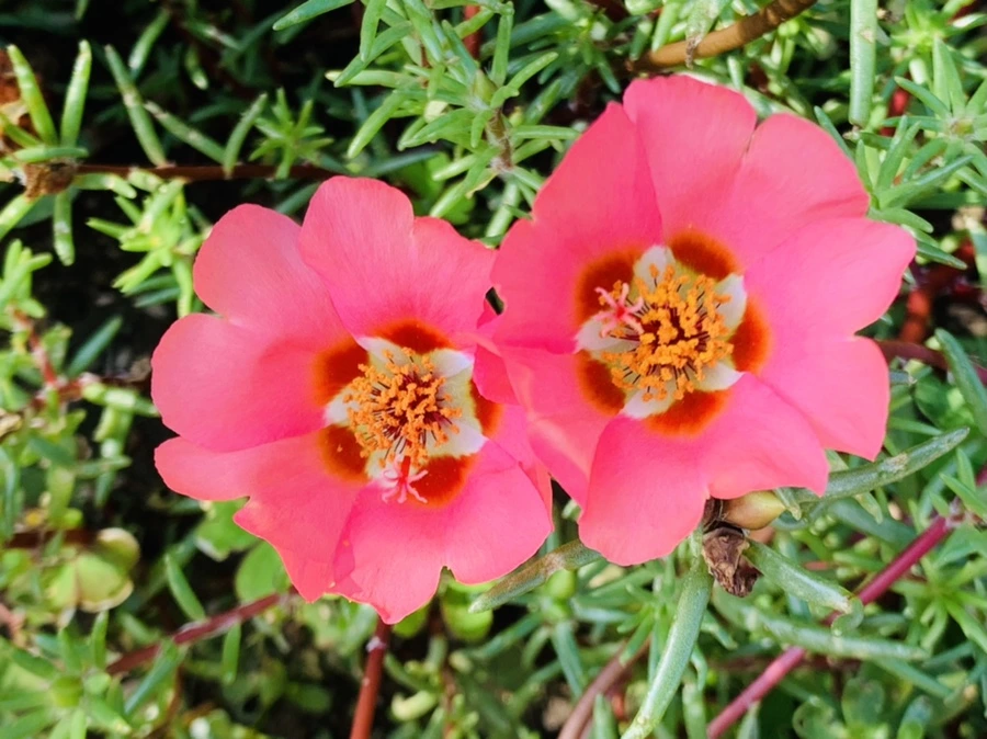 IMG_6698.jpg?type=w966