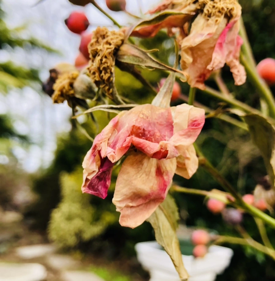 IMG_8772.jpg?type=w966