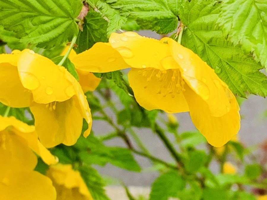 IMG_1256.jpg?type=w966