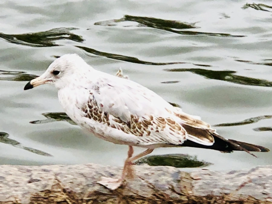 IMG_8127.jpg?type=w966