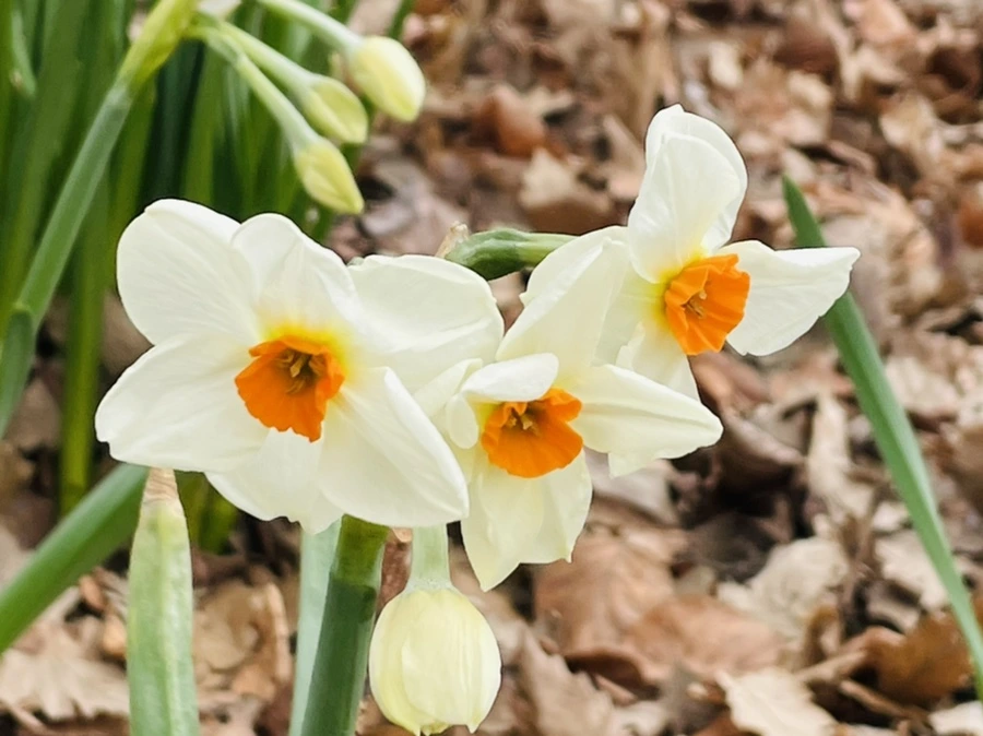 IMG_8297.jpg?type=w966