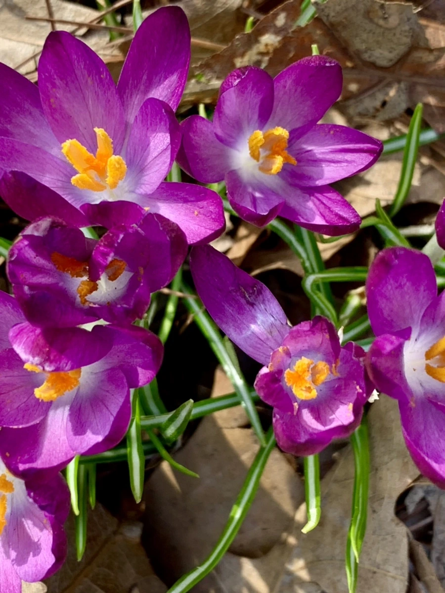 IMG_0175.jpg?type=w966