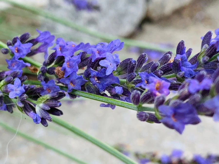 IMG_9099.jpg?type=w966