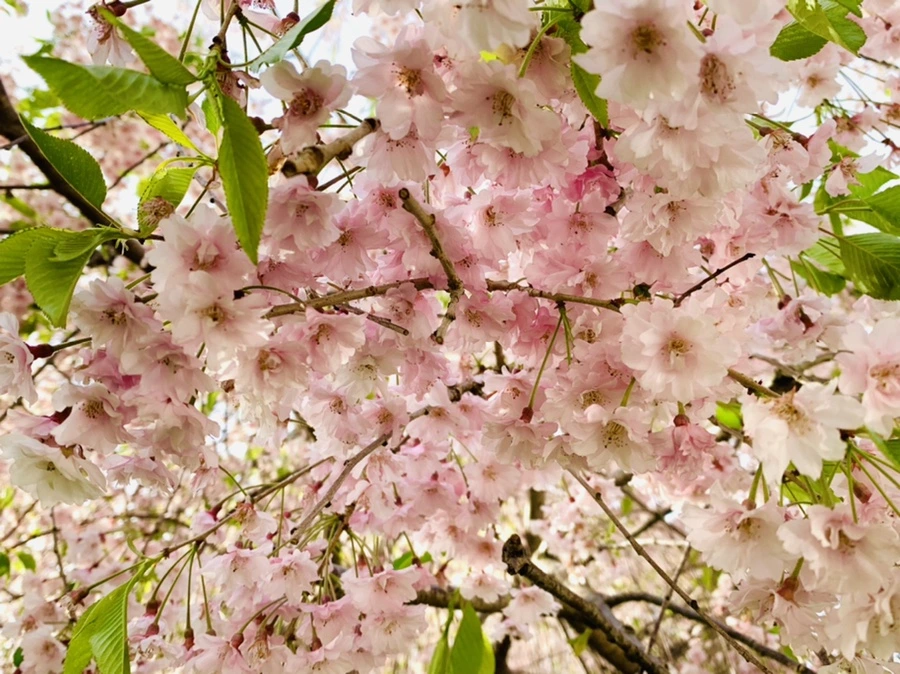 IMG_6694.jpg?type=w966