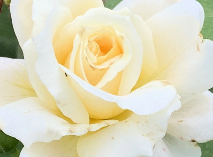 IMG_4162.jpg?type=w966