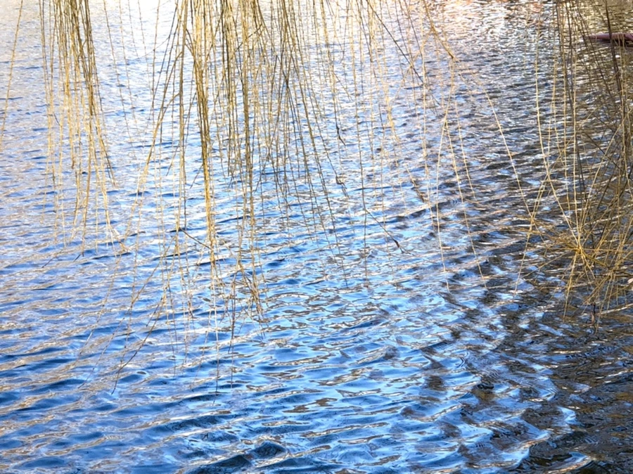 IMG_4009.jpg?type=w966