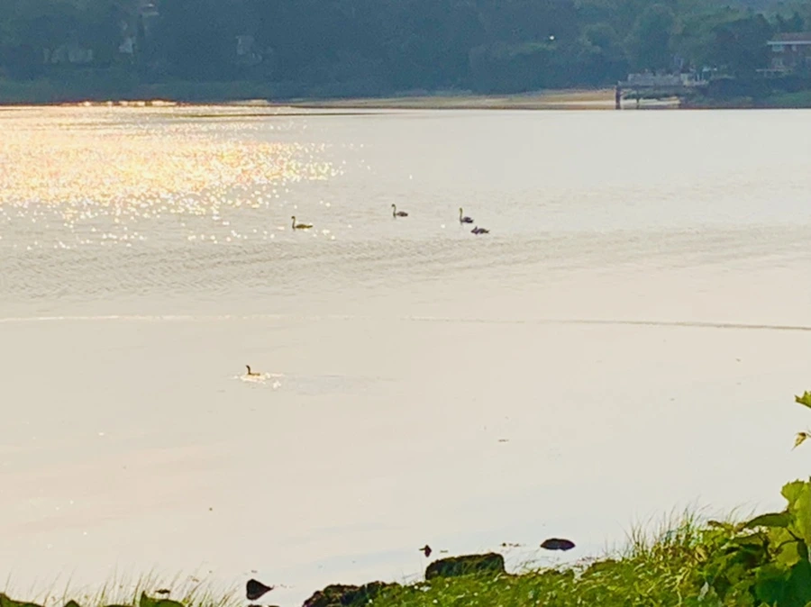 IMG_2222.jpg?type=w966