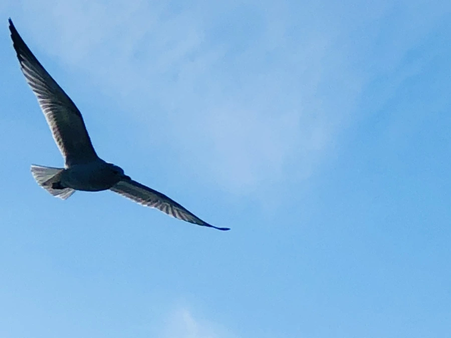 IMG_6598.jpg?type=w966