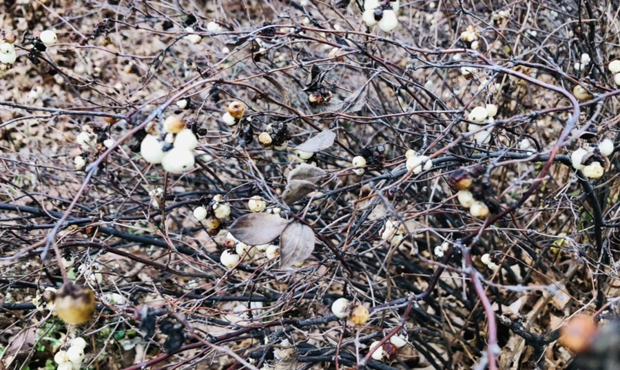 IMG_0066.jpg?type=w966