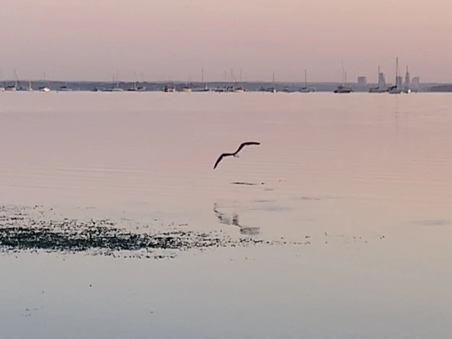 IMG_0171.jpg?type=w966