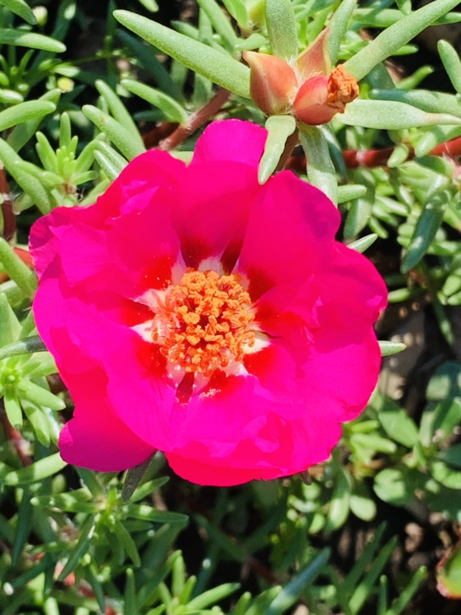 IMG_8387.jpg?type=w966