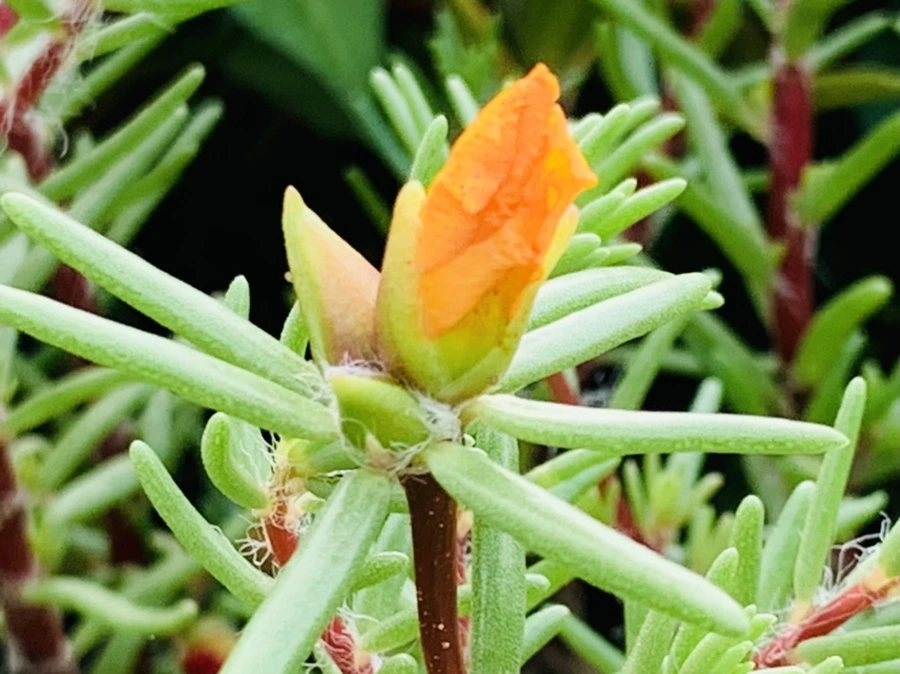 IMG_5625.jpg?type=w966