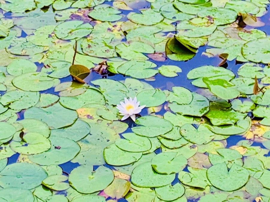 IMG_4613.jpg?type=w966