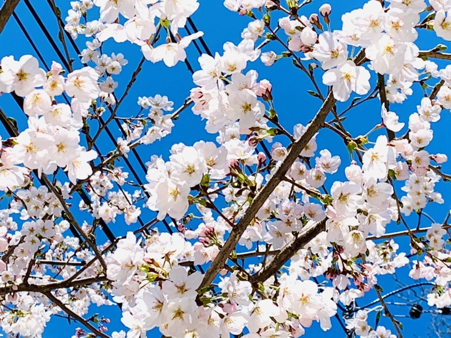 IMG_8347.jpg?type=w966