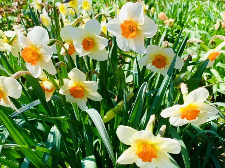 IMG_5802.jpg?type=w966