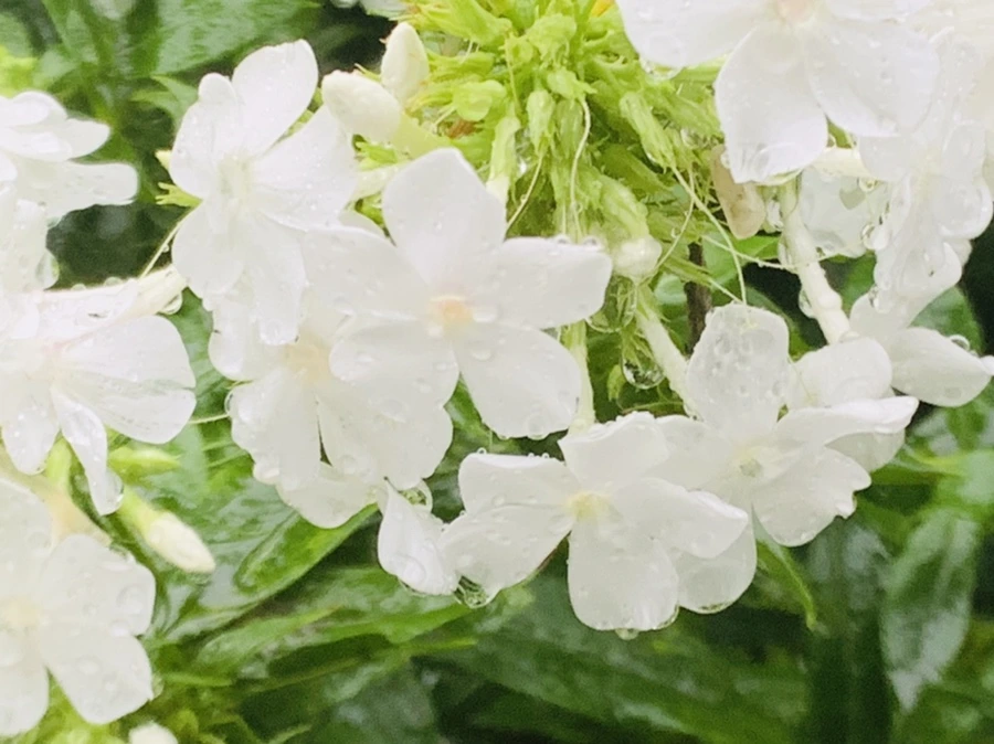 IMG_3847.jpg?type=w966