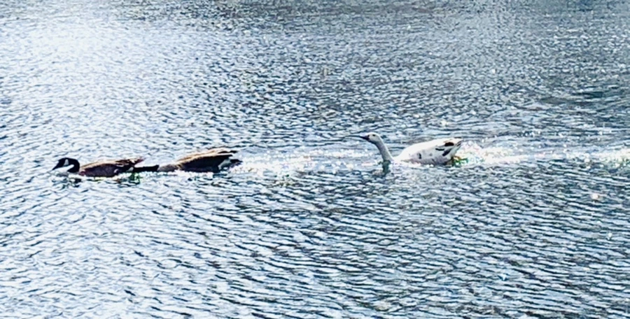 IMG_7328.jpg?type=w966