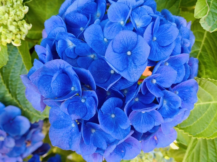 IMG_6265.jpg?type=w966