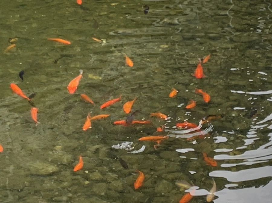 IMG_1067.jpg?type=w966