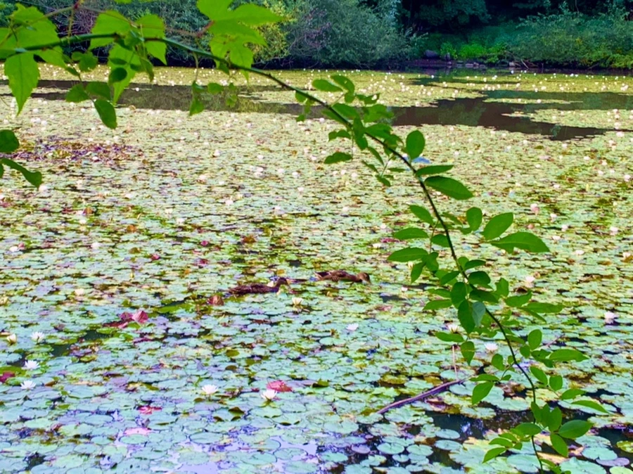 IMG_1845.jpg?type=w966