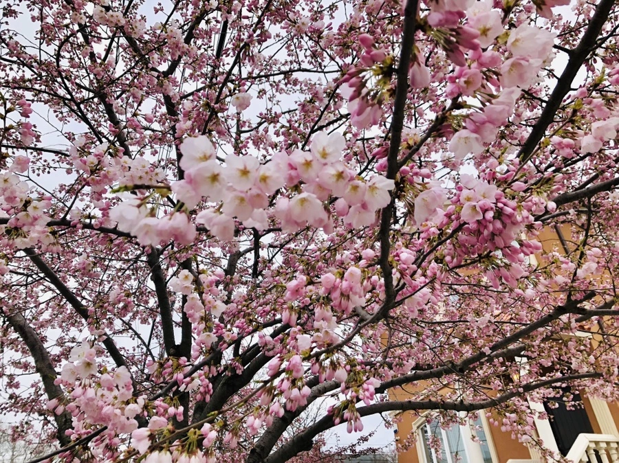 IMG_2748.jpg?type=w966