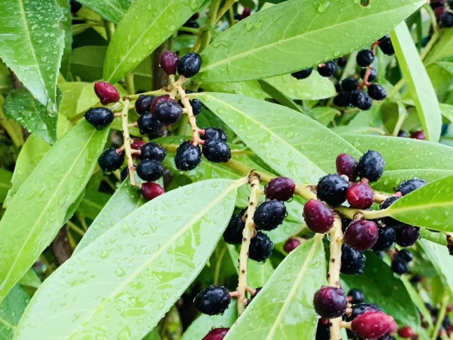 IMG_6888.jpg?type=w966