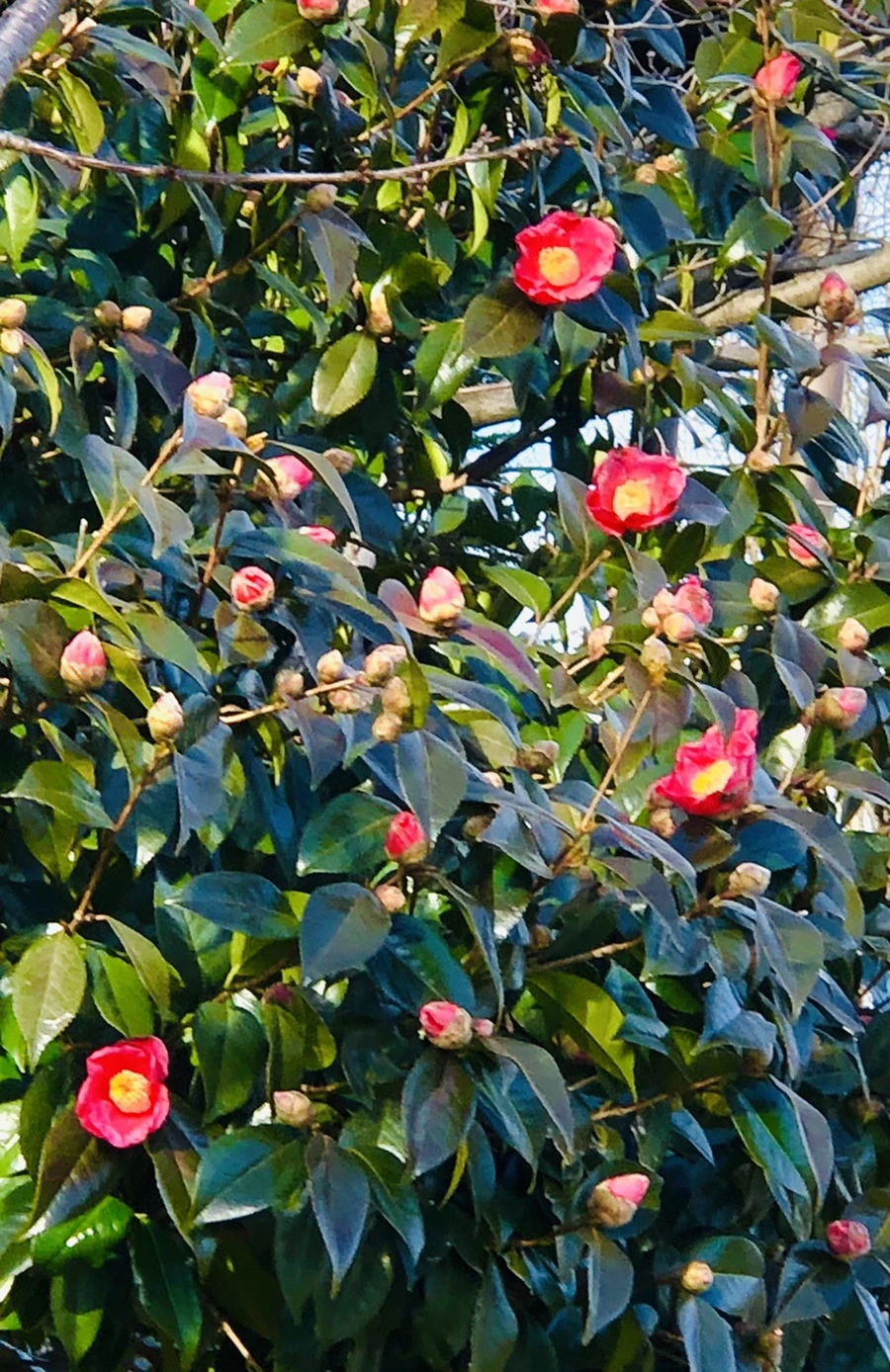 IMG_1384.jpg?type=w966