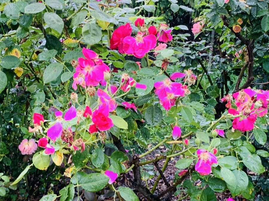 IMG_8795.jpg?type=w966