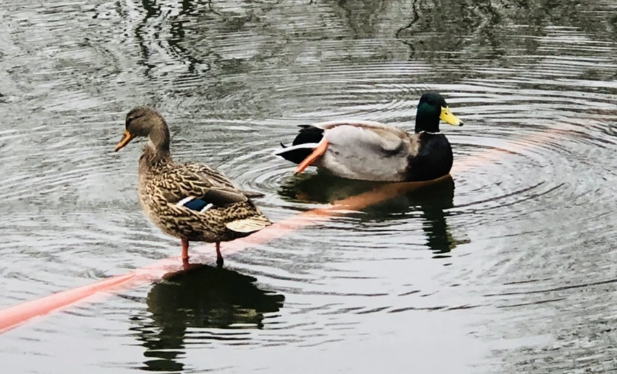 IMG_3341.jpg?type=w966