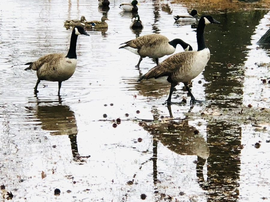 IMG_5647.jpg?type=w966