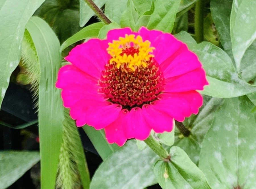 IMG_1185.jpg?type=w966