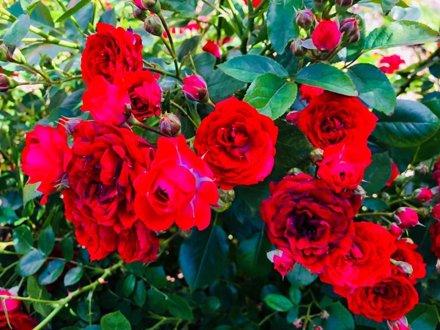 IMG_7788.jpg?type=w966