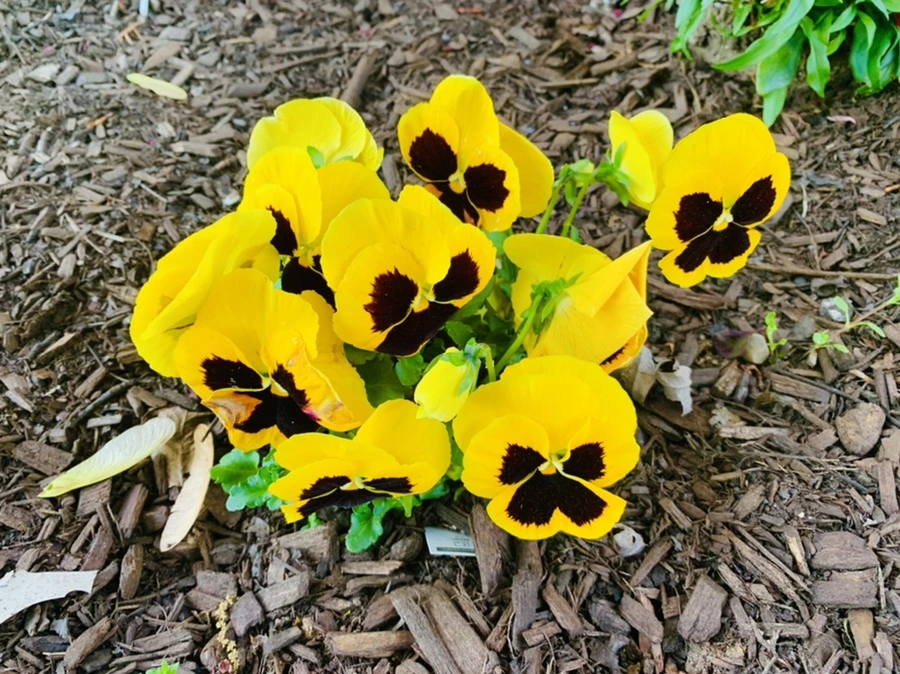 IMG_1914.jpg?type=w966