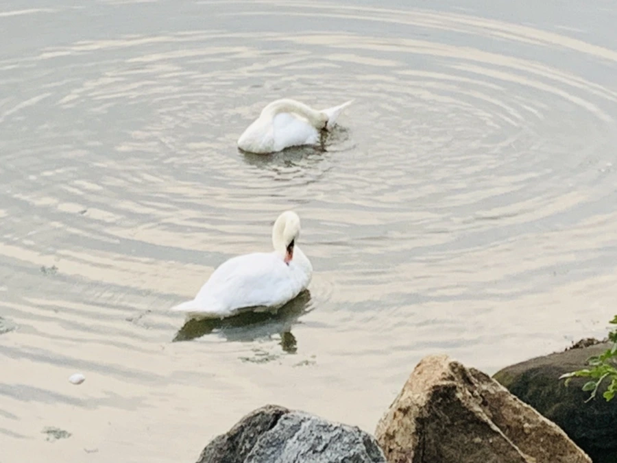 IMG_6369.jpg?type=w966