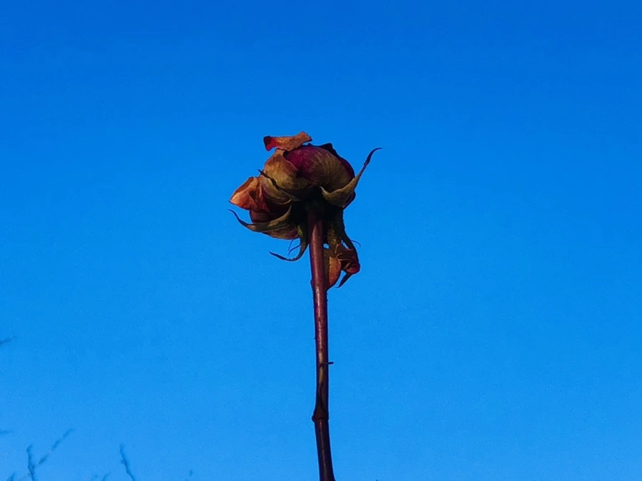 IMG_1379.jpg?type=w966