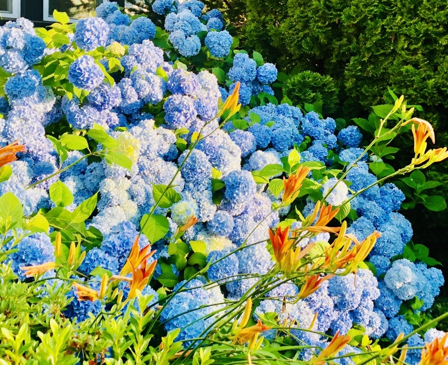 IMG_0669.jpg?type=w966