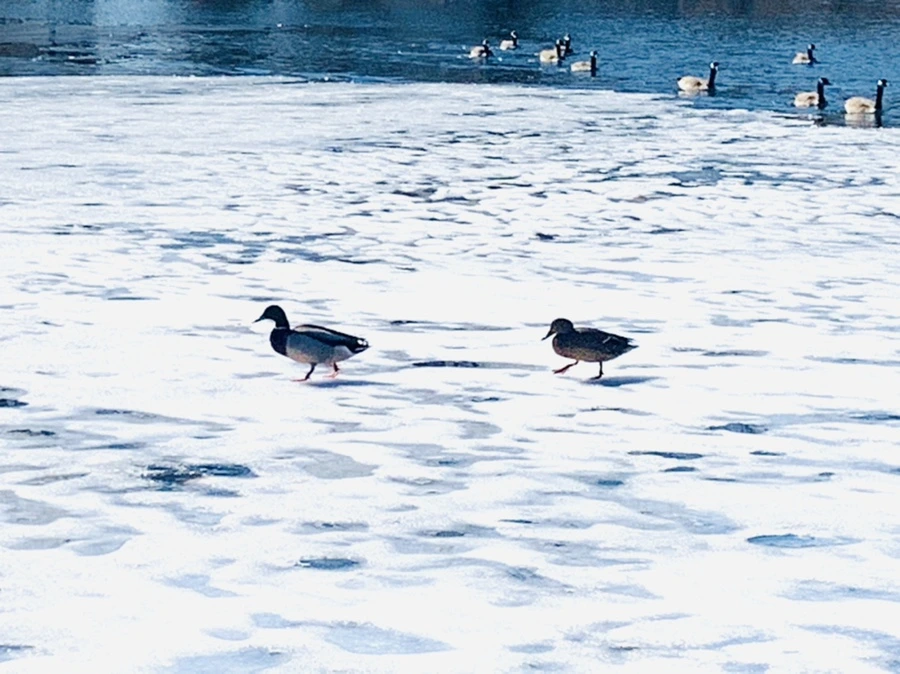 IMG_6887.jpg?type=w966