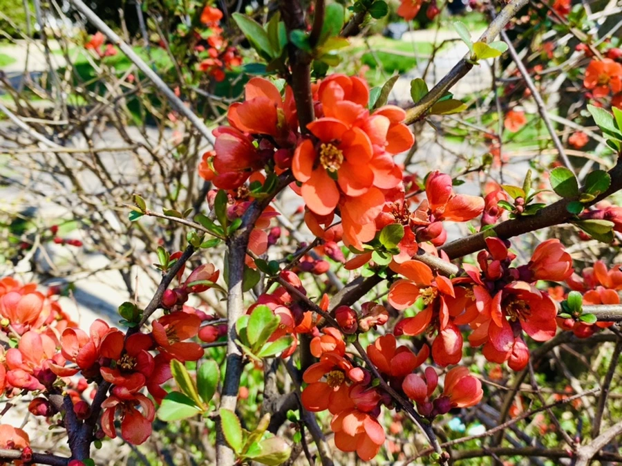 IMG_8506.jpg?type=w966