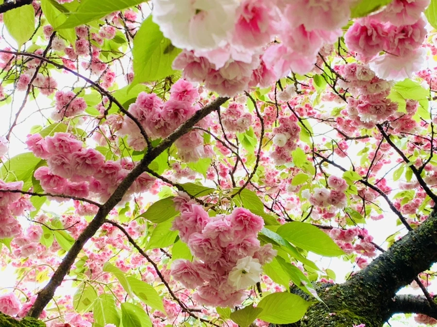 IMG_0157.jpg?type=w966