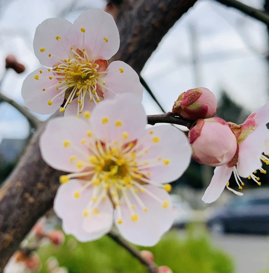 IMG_0515.jpg?type=w966