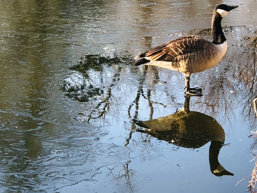 IMG_2250.jpg?type=w966