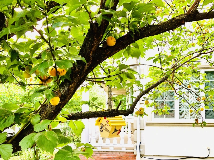 IMG_1753.jpg?type=w966