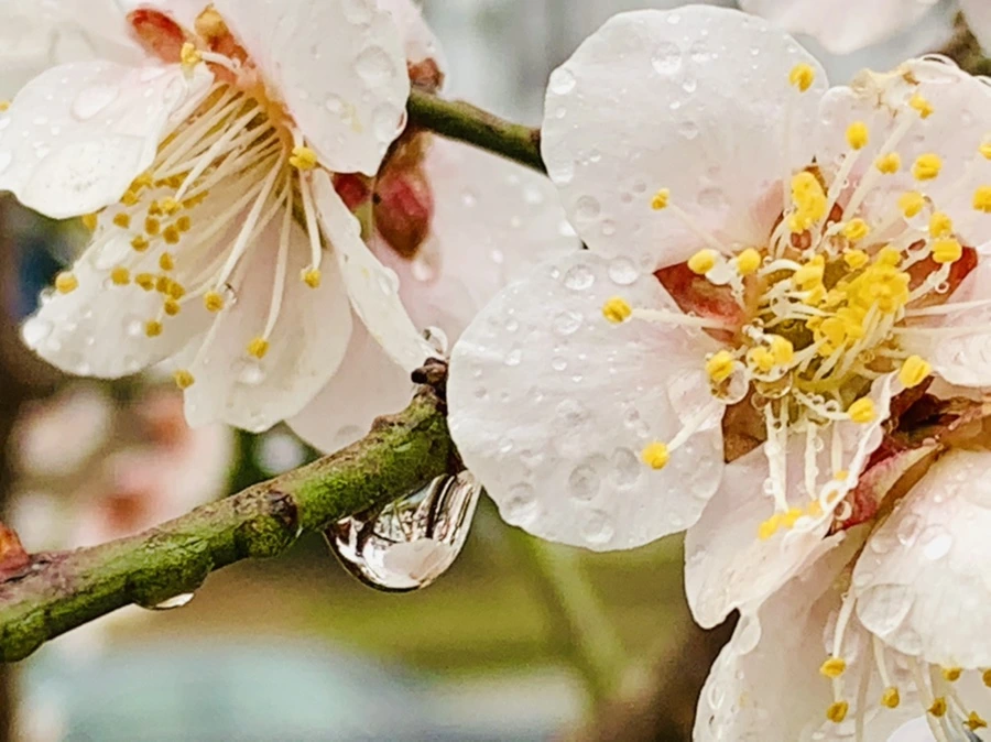 IMG_1992.jpg?type=w966