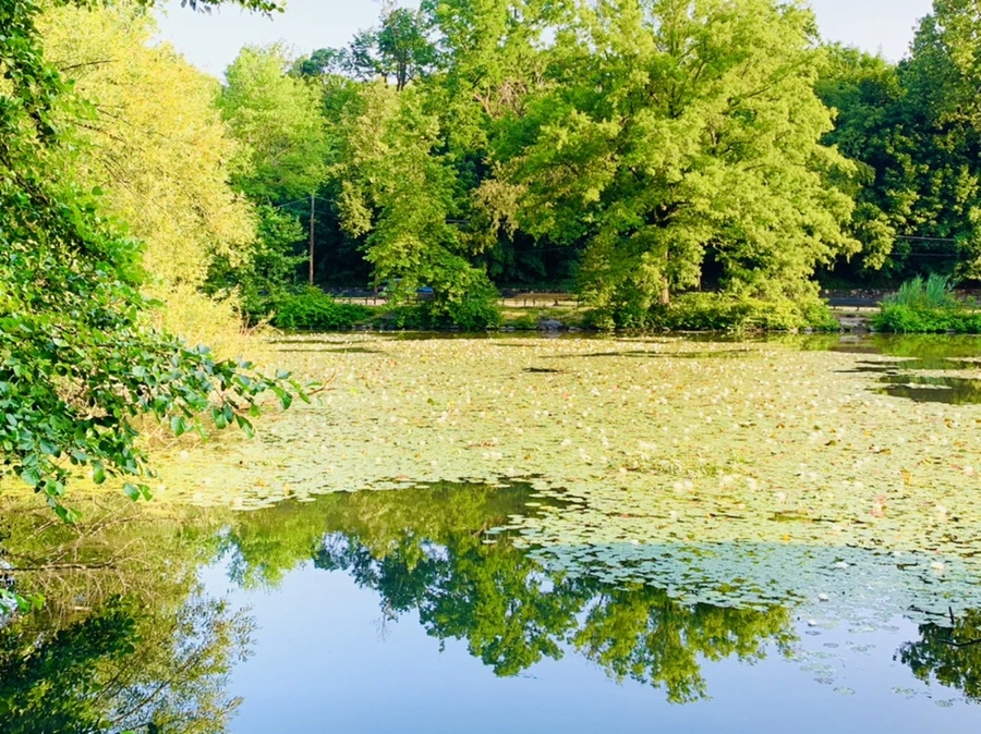 IMG_1866.jpg?type=w966