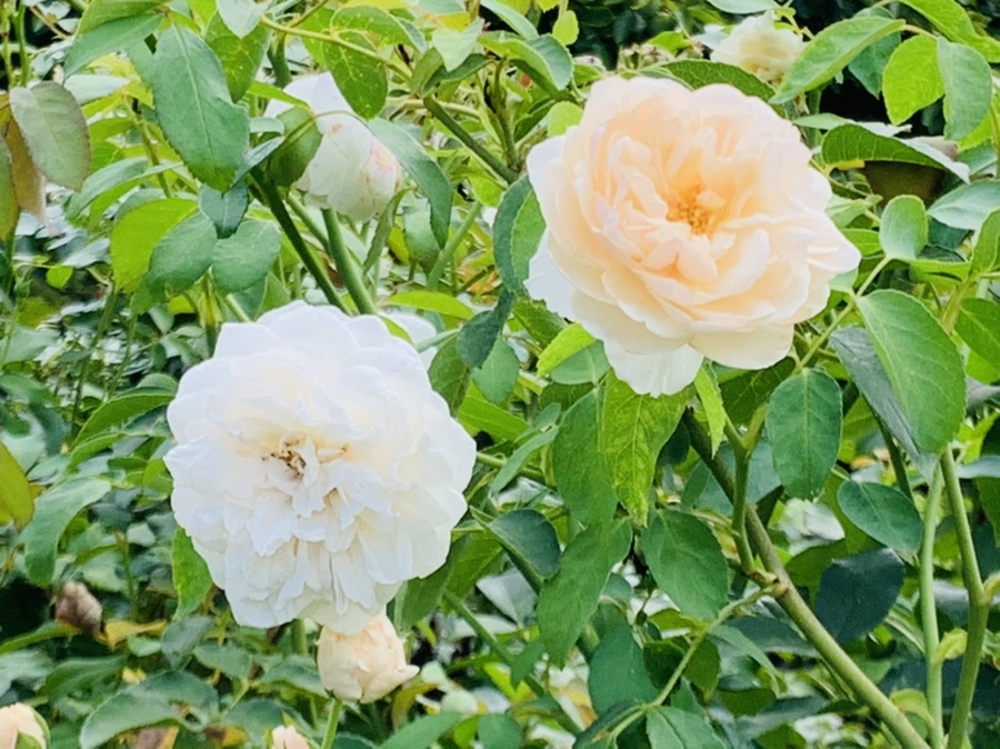 IMG_4985.jpg?type=w966