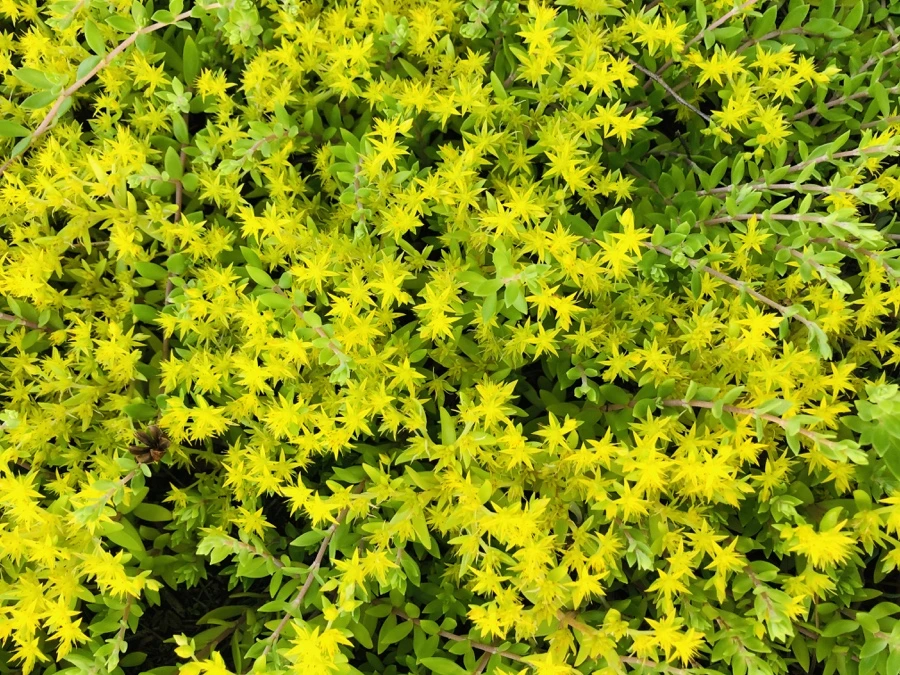 IMG_8627.jpg?type=w966