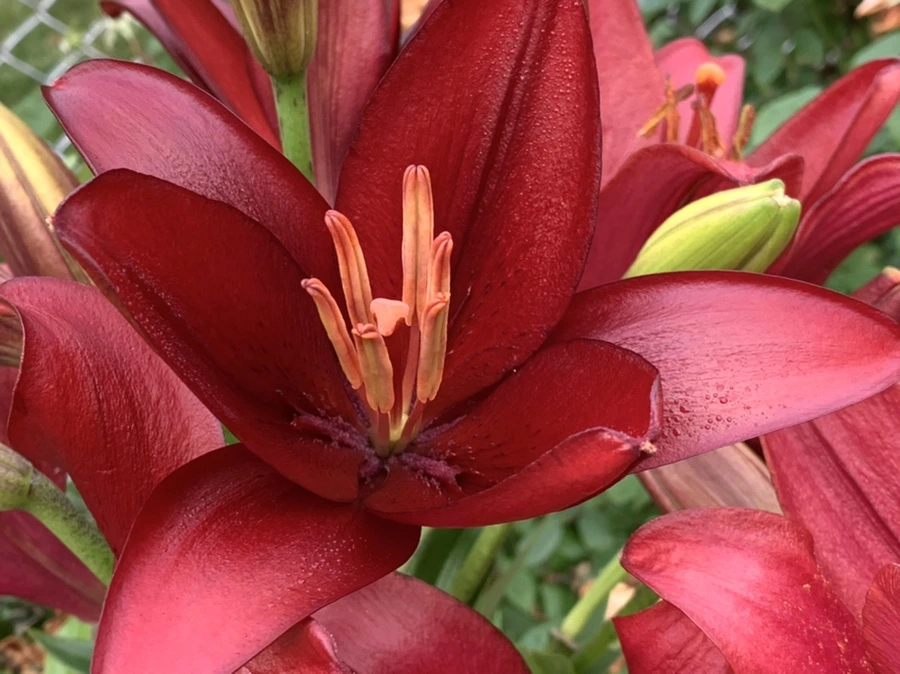 IMG_5574.jpg?type=w966