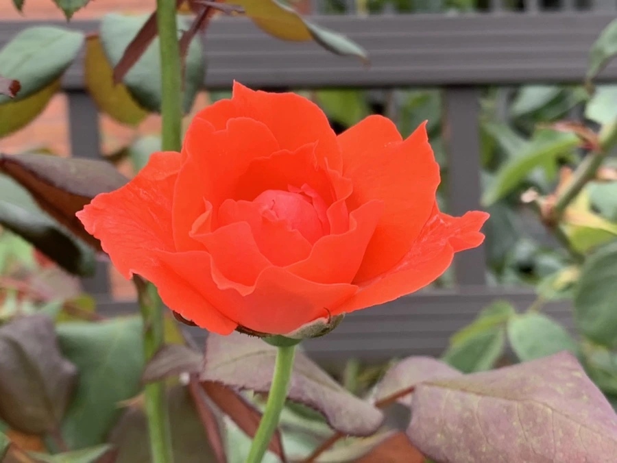 IMG_6029.jpg?type=w966