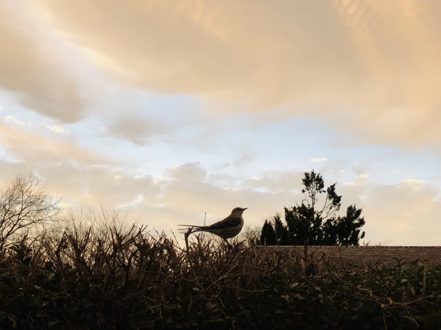 IMG_8221.jpg?type=w966